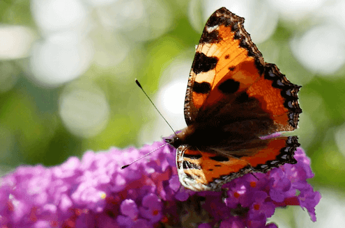 Butterfly - 25 Jahre Galerie der Sinne