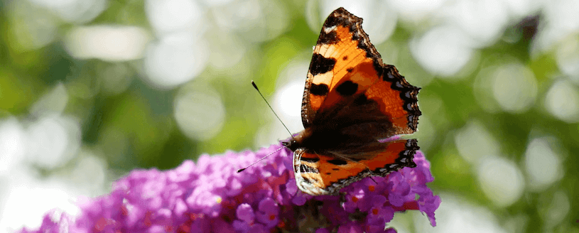 Butterfly - 25 Jahre Galerie der Sinne
